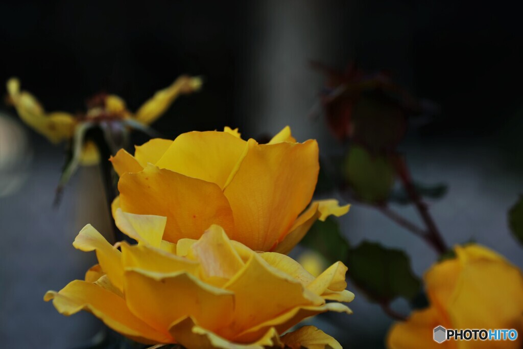 師走の薔薇