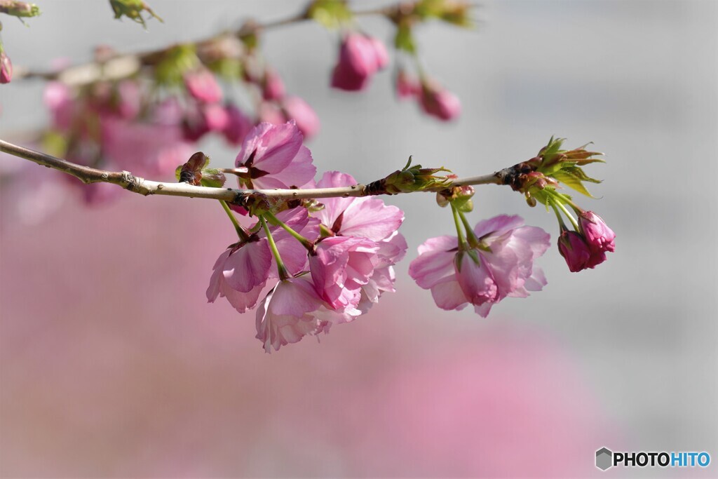 桜便り～xxx