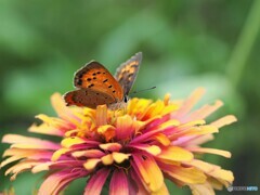 紅の輝き～ⅰ