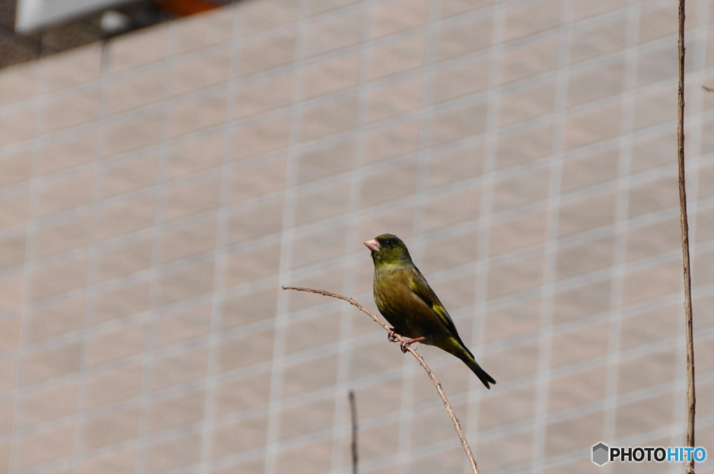 街中の鳥たちー１
