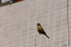 街中の鳥たちー１