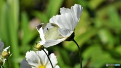 まだ居るよ～、、、ⅳ