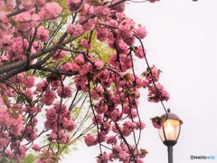 平成最後を咲く桜達～lxxx