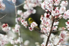 鬼に居ぬ間に、、、。