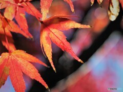 ある日の紅葉～ⅱ