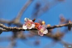 河津桜