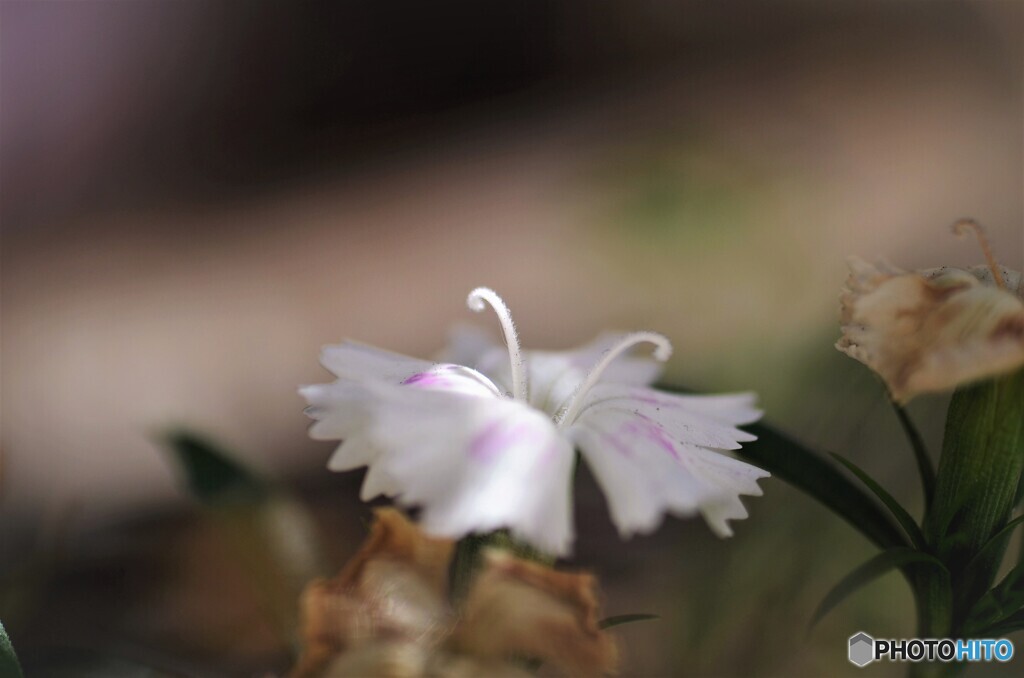 健気な冬の華