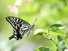 舞アゲハ、、、。