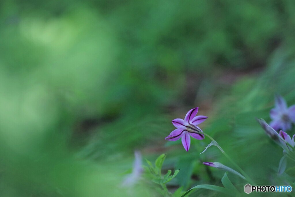 ベツレヘムの星