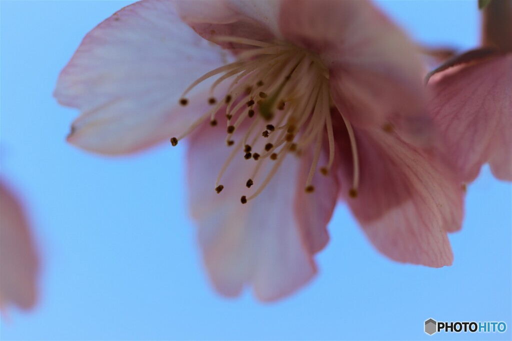 6年前の河津桜