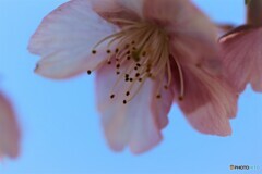 6年前の河津桜
