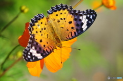 ツマグロヒョウモンの舞―10