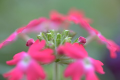 まだ咲くよー５