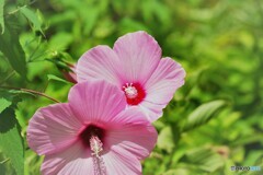 新しい恋～ⅲ