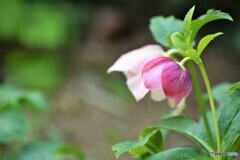 下向きに咲く