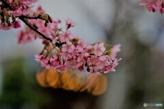 ４年前の河津桜
