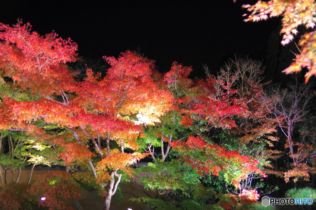 夜の紅葉狩りー①