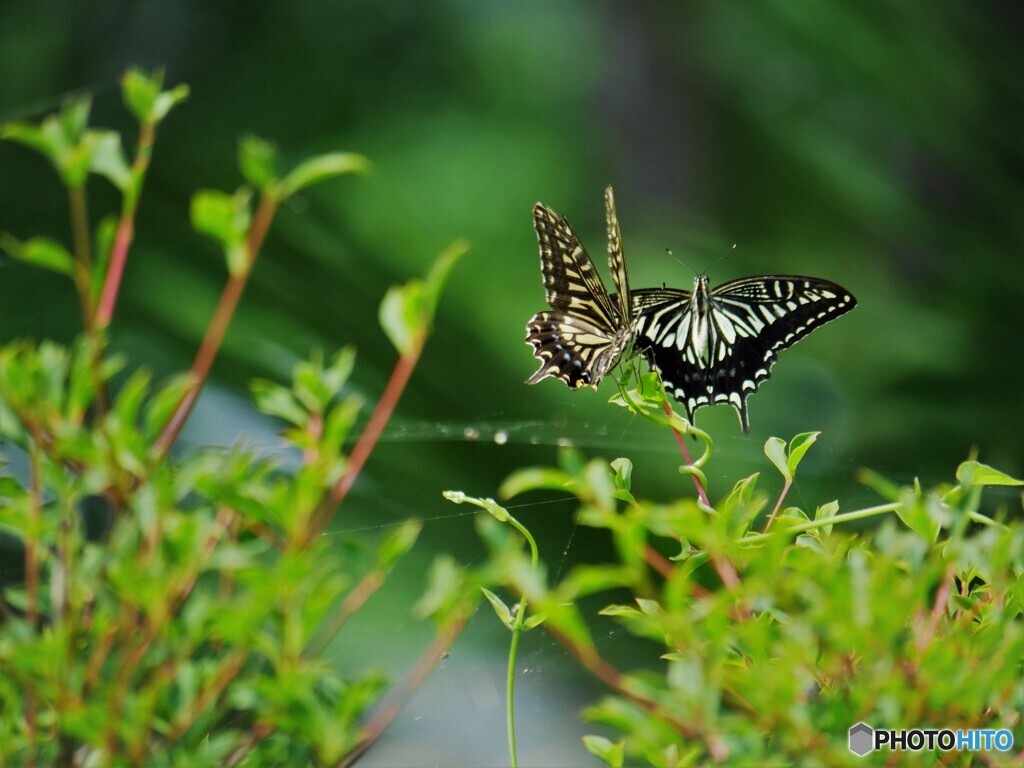 プロポーズ～ⅳ