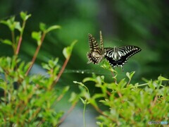 プロポーズ～ⅳ