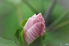 タイタンビスカス～ⅲ