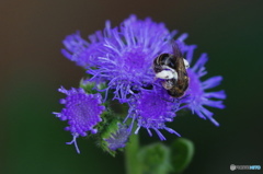 葉月花ー23
