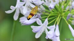 この花好きだよ～Ⅲ