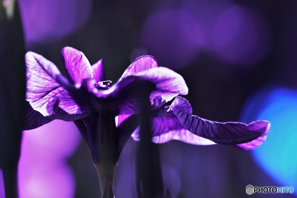 夜の菖蒲園～ⅸ