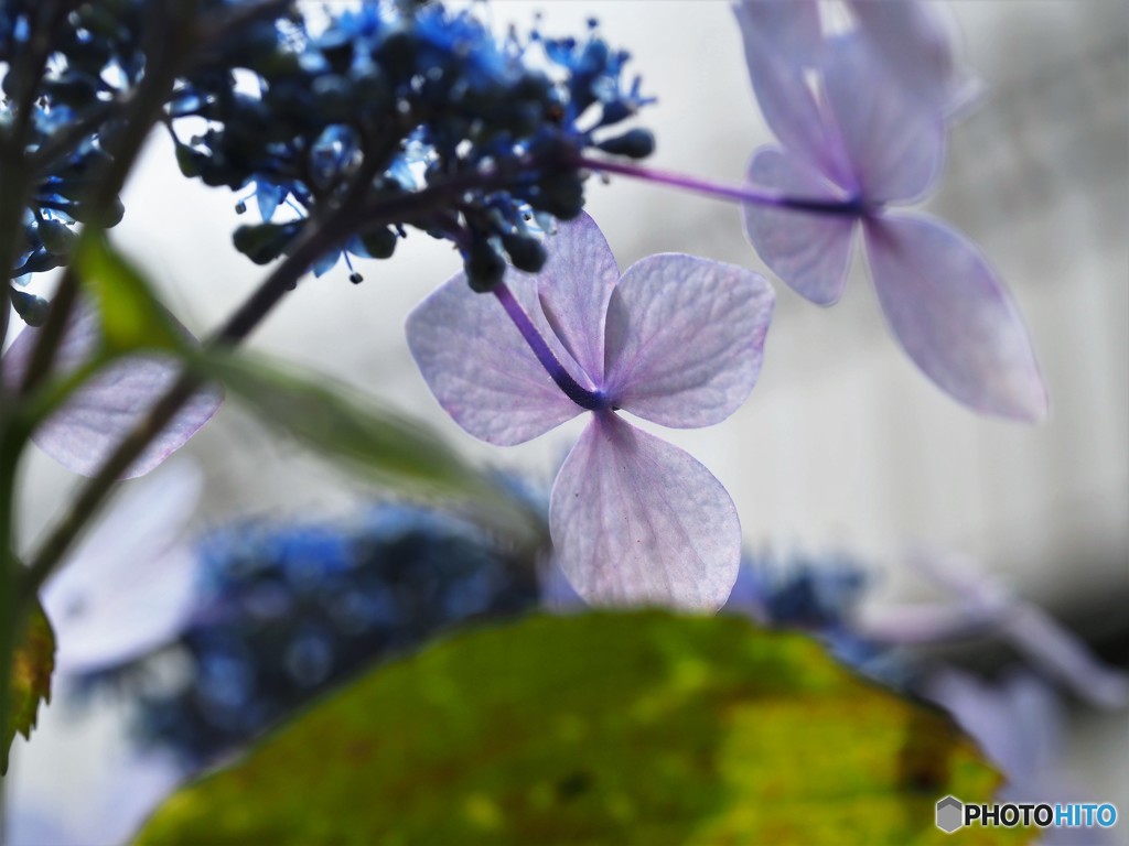 梅雨に咲く花～ⅱ