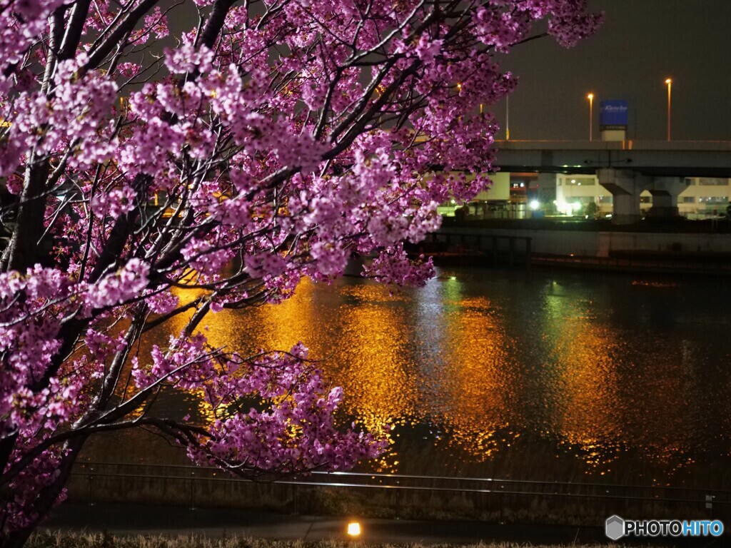 汐入夜桜～ⅵ
