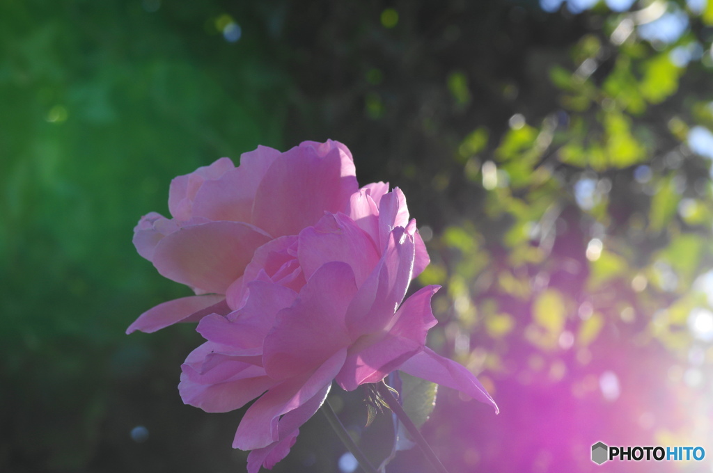霜月花ー９
