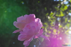 霜月花ー９