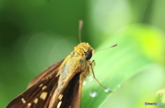 セセリ蝶の顔－11