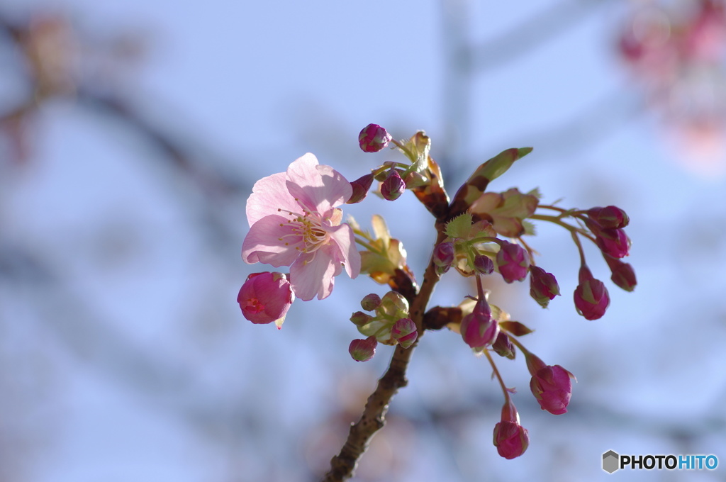 春へ入り口ー２