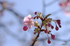 春へ入り口ー２