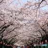 白髭公園桜まつり