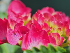 梅雨に咲く花～ⅲ