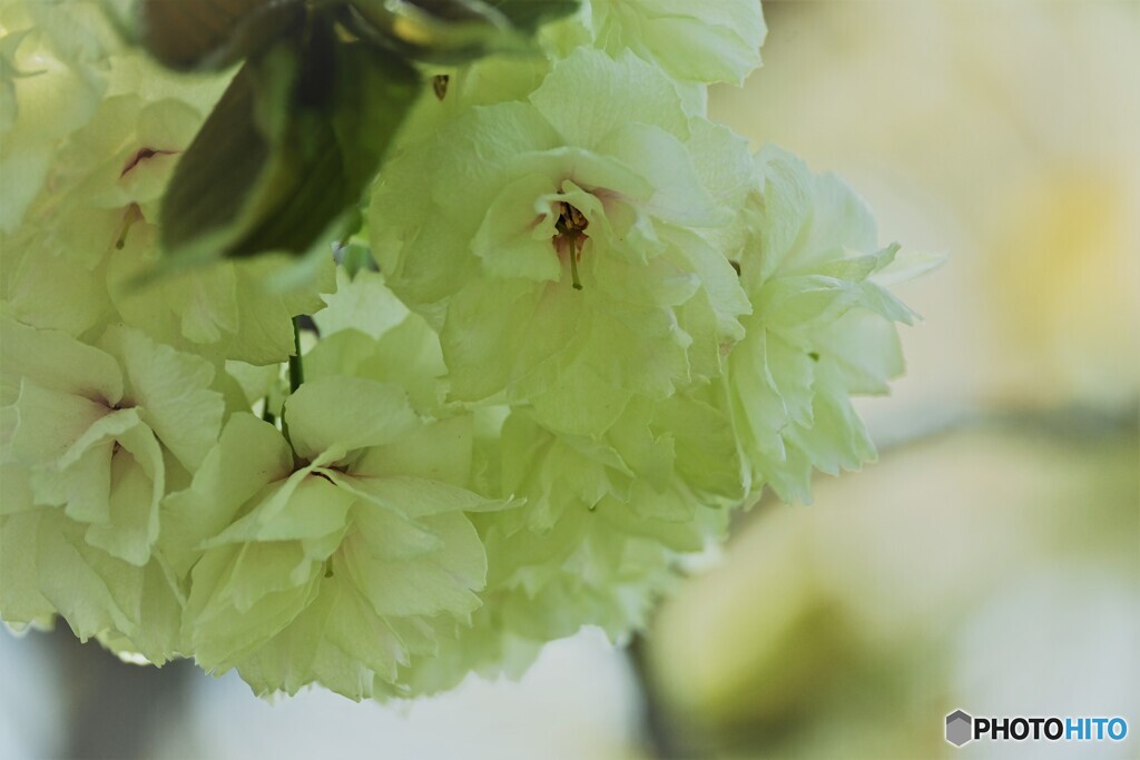 汐入八重桜 鬱金～ⅱ