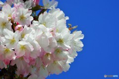 平成最後を咲く桜達～xxxviii