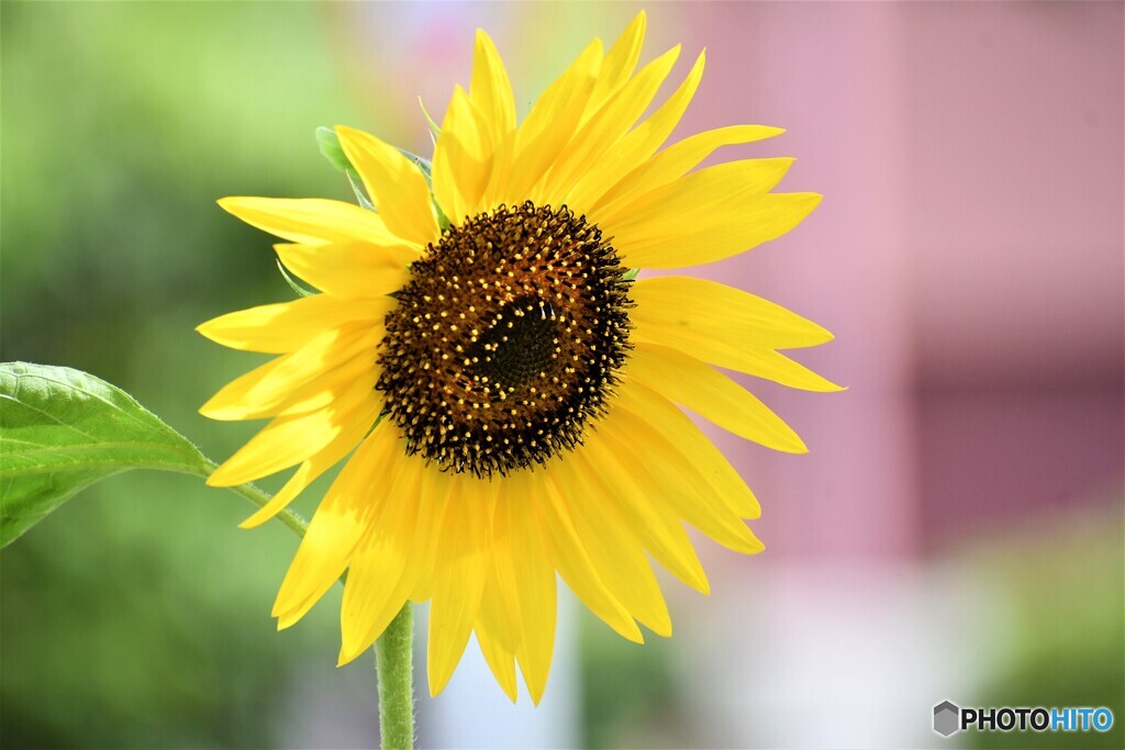 夏日