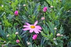 春へのときめき (2)