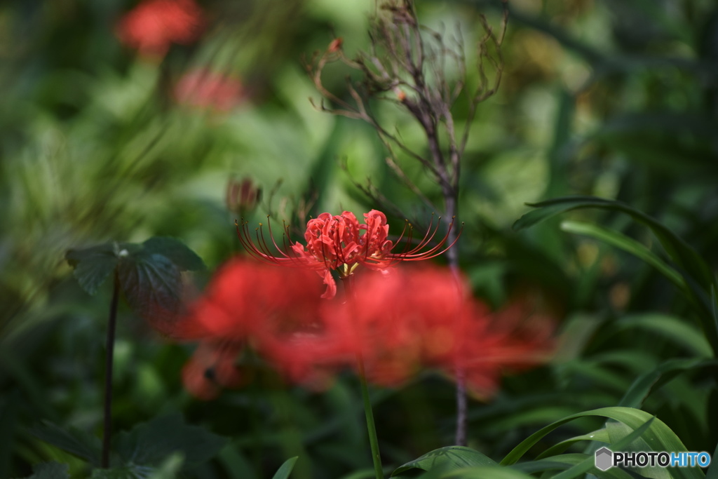 曼珠沙華。