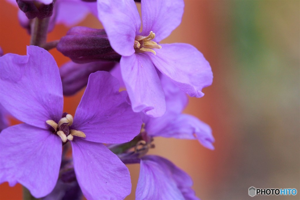 Erysimum linifolium