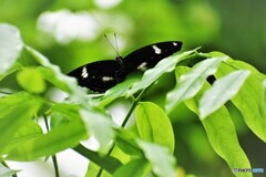 夏の蝶の園～ⅵ