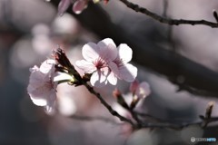 最後の輝き、、、。