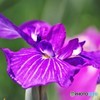 堀切菖蒲園～④
