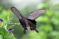 黒蝶の魅力～ⅵ