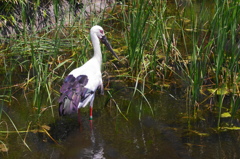 葛西臨海公園ー６