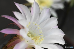 葉月花ー６