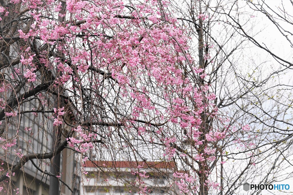 汐入枝垂れ桜