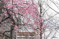 汐入枝垂れ桜